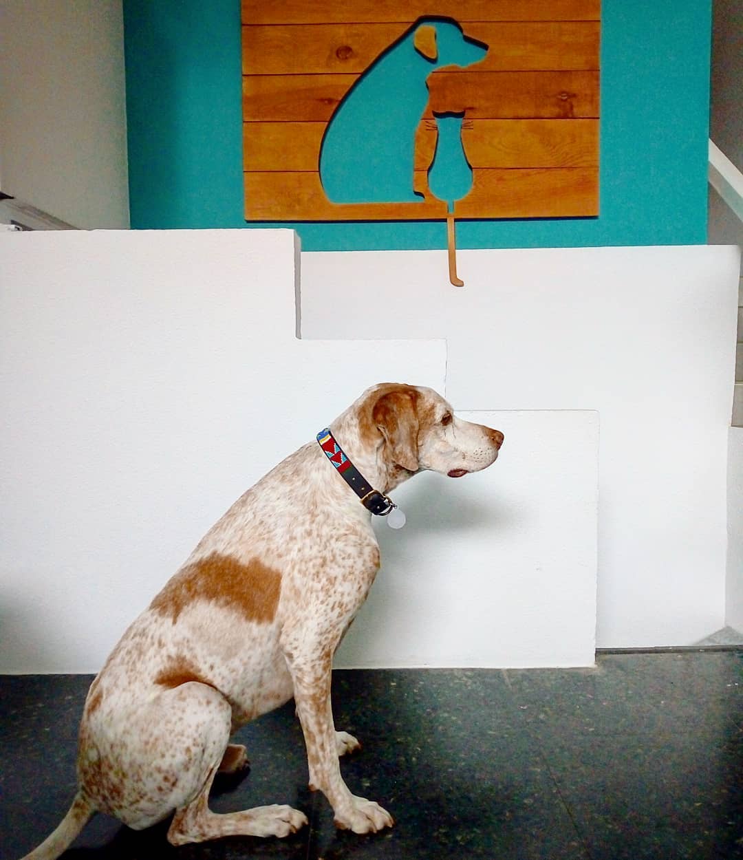 clinica-veterinaria-robion-madrid