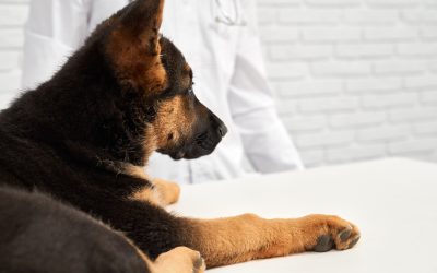 Artículo de prueba 3