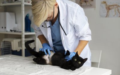 Artículo de prueba 2